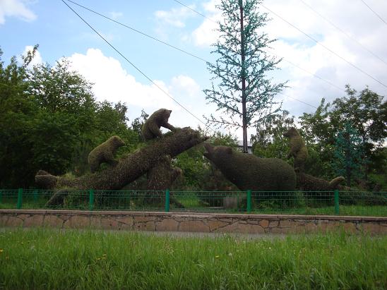 Красноярск. Мишки в лесу