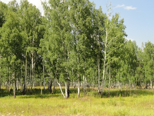 Южная Сибирь богата берёзовыми рощами